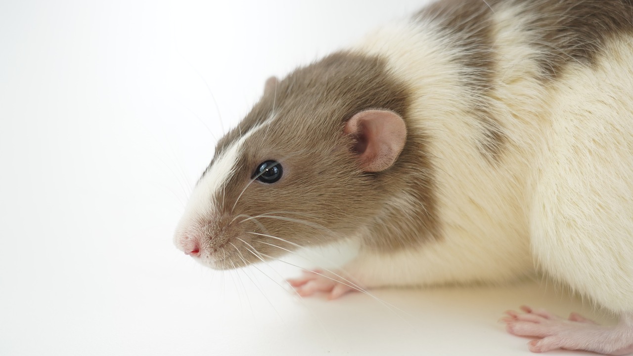 Jak zapobiegać infekcjom przenoszonym przez szczury i myszy?